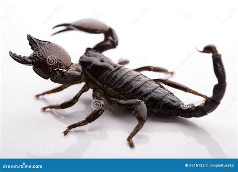  Book Scorpion!  รู้จักสัตว์ร้าย 8 ขาตัวฉ่ำ ตัวมีพิษอันตรายที่อาจแฝงตัวอยู่ในบ้านของท่าน