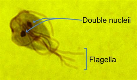  Diplomonad: Can This Single-Celled Beastie Conquer the World With Its Multiple Flagella?