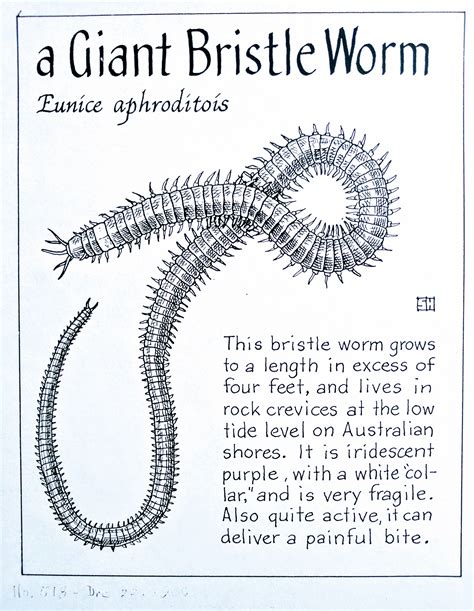  Eunice Aphroditois:  A Magnificent Marine Worm That Embraces Both Burrowing Brilliance and Exquisite Elegance!