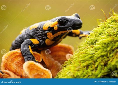  Fire Salamander: A Miniature Dragon Hiding Amongst the Leaves!