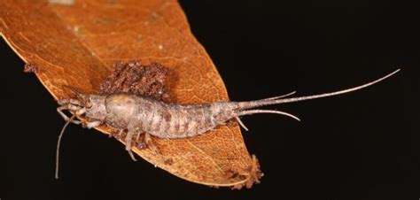  Jumping Bristletail: The Curious Crawling Creature That Thrives In Hidden Decay