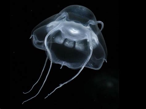  Narcomedusae: Jellyfish That Glow Under Deep Sea Pressure!