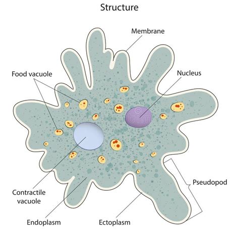  Opercularia! Unveiling the Secrets of This Single-Celled Amoeboid with an Intriguing Operculum