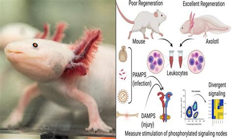  Reichardia! A Tiny Blob With a Powerful Appetite That Can Regenerate Entire Limbs