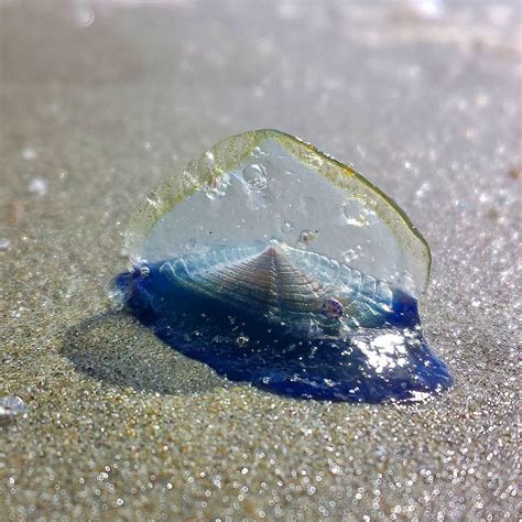  Velella velella: Jellyfish That Sail Like Ships, But Are They Really Jellyfish?