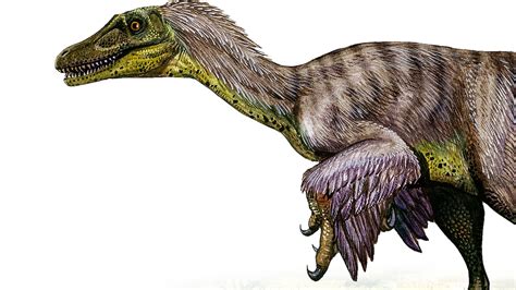  Vélociraptor: A Microscopic Hunter That Leaves No Trace Vélociraptors, despite their name's fearsome connotation, aren't the colossal dinosaurs from Jurassic Park. Instead, they are microscopic terrors of the animal kingdom – sporozoan parasites capable of wreaking havoc on unsuspecting hosts.  