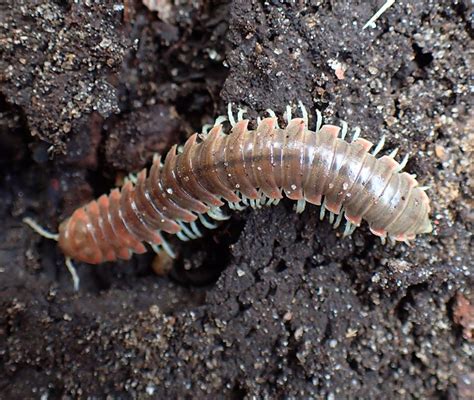 Xystodesmidae: A Magnificent Millipede Marvel With Hundreds of Legs Hiding Under Every Rock!