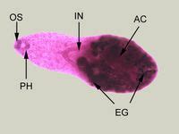  Yokogawai Yamagutii:  A Tiny Parasite That Takes You on an Epic Journey Through Multiple Hosts!